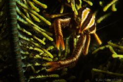 Elegant squat lobster in his perpetually moving crinoidy ... by Alex Tattersall 